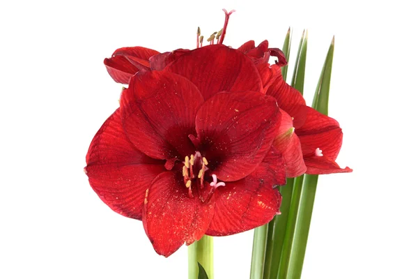 Κόκκινα amaryllis — Φωτογραφία Αρχείου