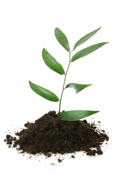 New Life Design Growth Concept — Stock Photo, Image