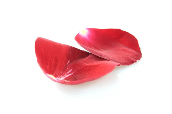 Kronblade af en rose - Stock-foto