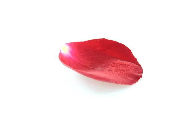 Лепесток Розы Белом Фоне — стоковое фото