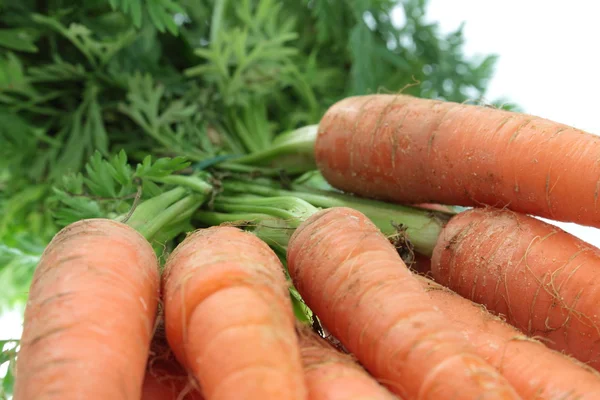Fresch carrot — Stock Photo, Image