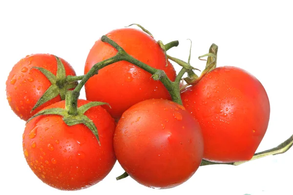 Tomates húmedos frescos — Foto de Stock