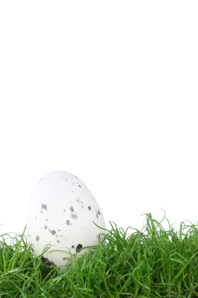 在孤立在白色背景上的绿色草地上的鸟蛋 — 图库照片