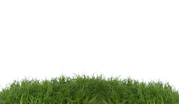 Grönt Gräs Isolerad Vit Bakgrund — Stockfoto