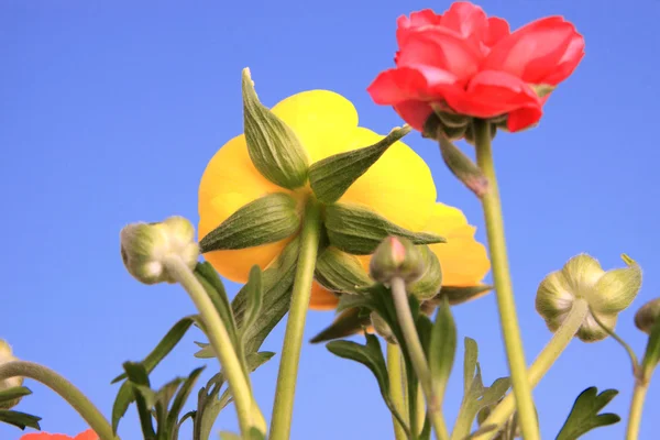 Frühlingsblumen Gegen Strahlend Blauen Himmel — Stockfoto