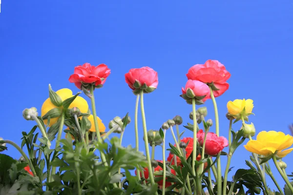 Ανοιξιάτικα Λουλούδια Κατά Σαφή Μπλε Ουρανό — Φωτογραφία Αρχείου