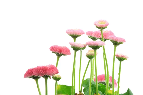 Beyaz Arka Plan Üzerinde Izole Bahar Pembe Çiçek — Stok fotoğraf