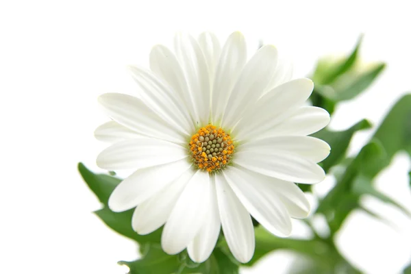 Daisy Isolated White Background — Stock Photo, Image