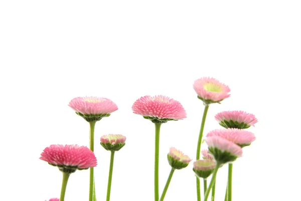 봄 핑크 꽃 — 스톡 사진