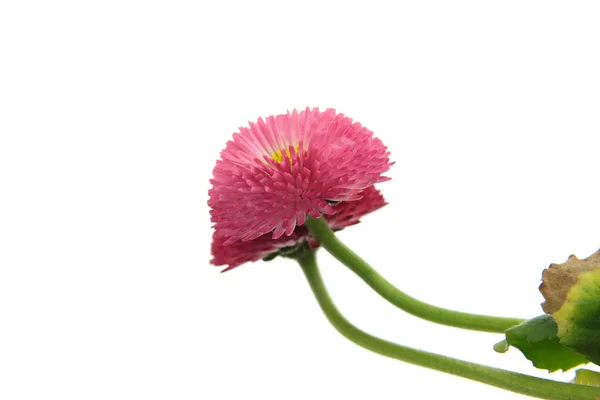 Jarní růžový květ — Stock fotografie