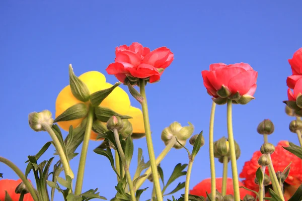 Весенние Цветы Против Ясного Голубого Неба — стоковое фото
