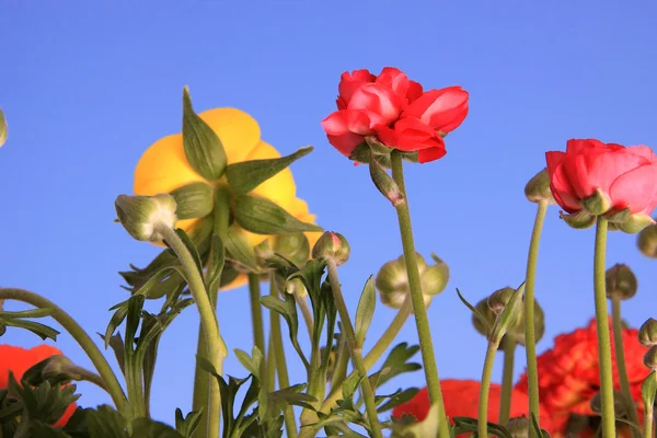 Wiosenne Kwiaty Przed Jasne Błękitne Niebo — Zdjęcie stockowe