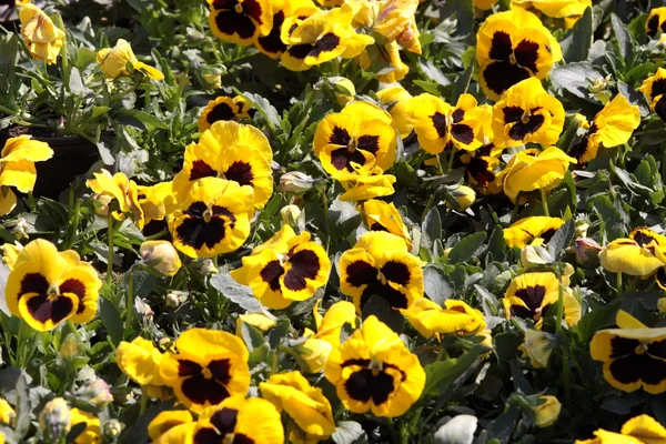 Fleurs jaunes panachées — Photo