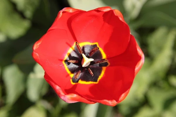 Czerwony Tulipan Odkryte Makro — Zdjęcie stockowe