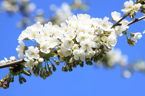 Άνθηση Κλαδί Του Κερασιά Άσπρα Λουλούδια — Φωτογραφία Αρχείου