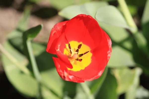 Red Tulip Macro Outdoor Shot — Stock Photo, Image