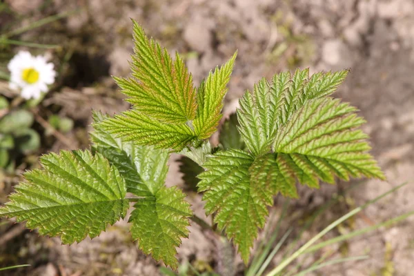 Young raspberry plant