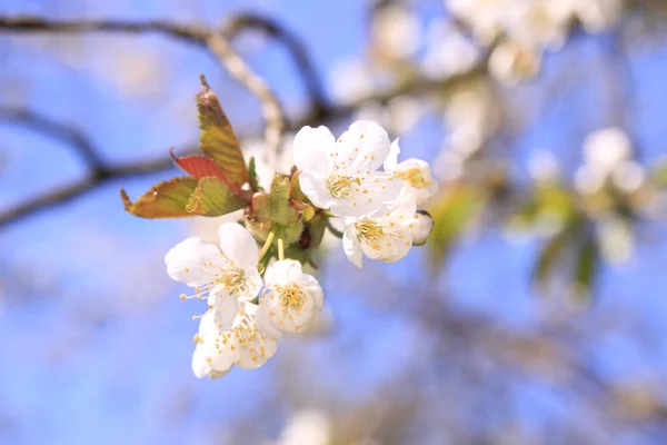 Kwitnąca Gałązka Drzewa Wiśni Białe Kwiaty — Zdjęcie stockowe