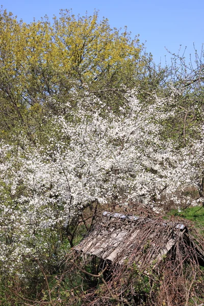 古い庭 花と木の上の春の景色 — ストック写真