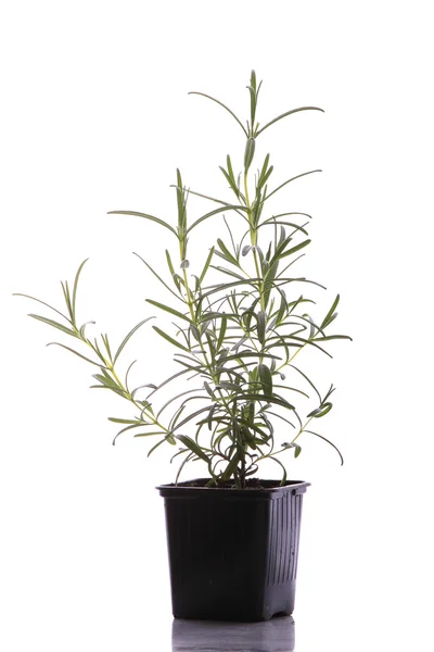 Rosemary (rosmarinus officinalis) isolado em branco — Fotografia de Stock