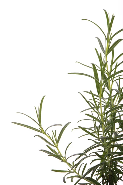 Rosemary Fresco Saudável Rosmarinus Officinalis Isolado Sobre Fundo Branco — Fotografia de Stock