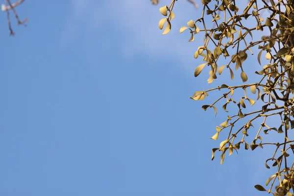 ヤドリギ ヤドリギ 澄んだ青い空を背景の束のクローズ アップ — ストック写真