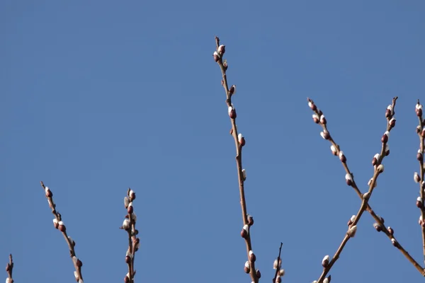 Kvistar av willow med hanblommor — Stockfoto