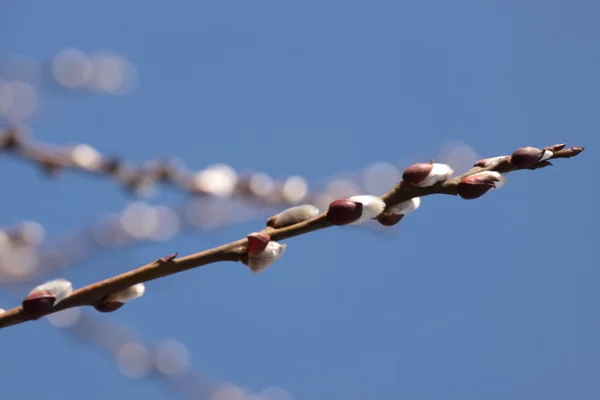 Kvistar av willow med hanblommor — Stockfoto