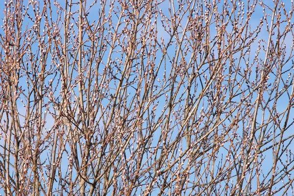 Kvistar Willow Med Hanblommor Klar Himmel Bakgrund Påsk Symbol — Stockfoto