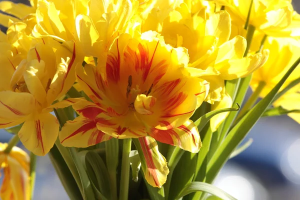Buquê das tulipas frescas — Fotografia de Stock