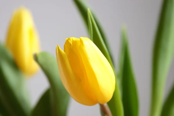Gele Tulpen — Stockfoto