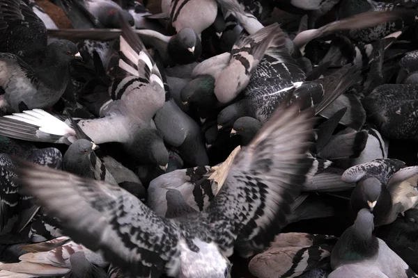 stock image A lot of pigeons fighting for food.