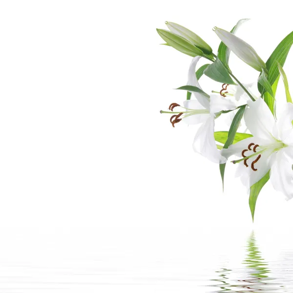 Flor de lília branca - fundo de design SPA Imagem De Stock