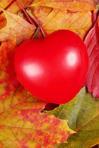 Coração que põe em folhas de outono — Fotografia de Stock