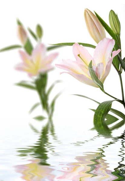 Lilies - spa concept — Stock Photo, Image
