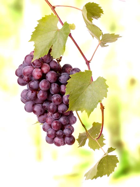 Кластер червоного винограду — стокове фото