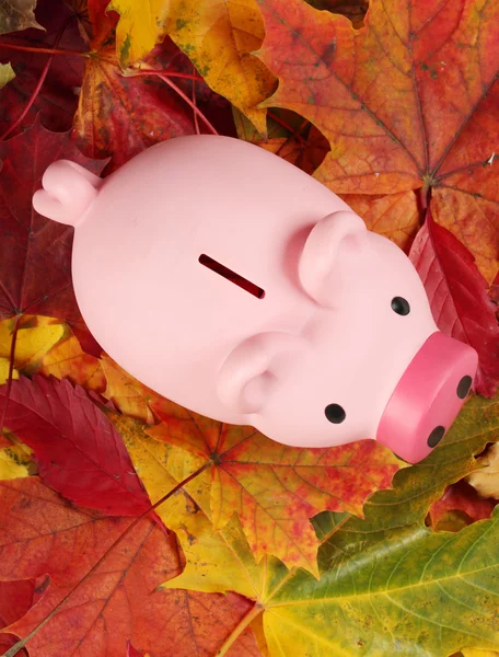 Autumn savings — Stock Photo, Image