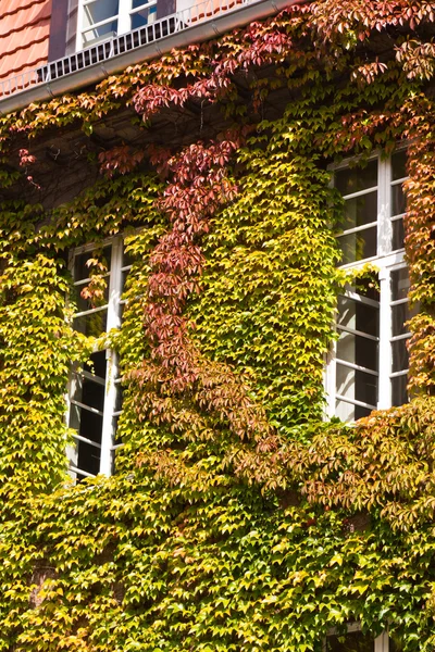 Haus mit Jungfrau Schlingpflanze — Stockfoto