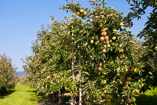 Stock image Apple plantation