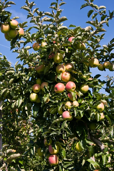 stock image Apple tree