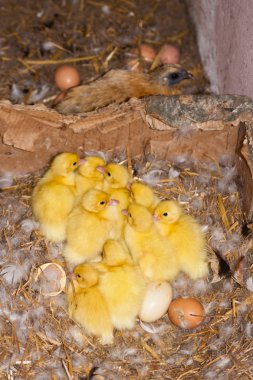 Misk ördeği ducklings