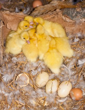 Misk ördeği ducklings