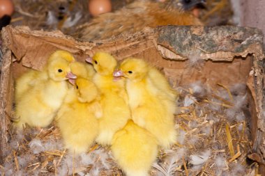 Misk ördeği ducklings