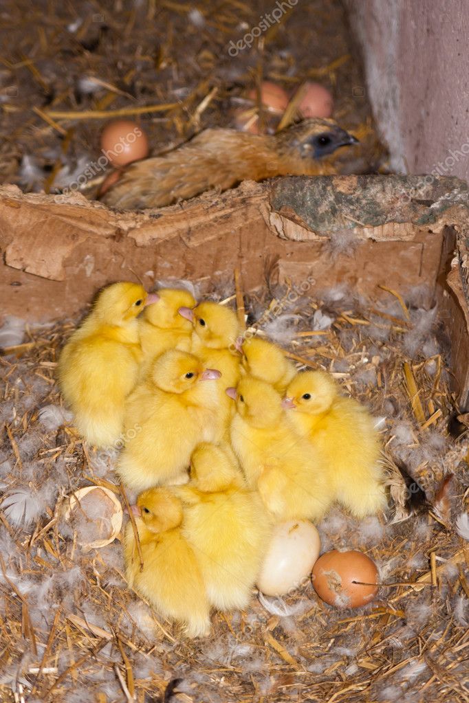Ducklings of muscovy duck — Stock Photo © Copit1606 #4500061