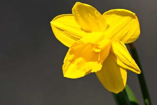 Daffodil Sobre Fundo Preto — Fotografia de Stock
