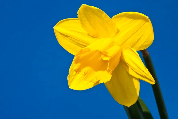 Daffodil — Zdjęcie stockowe