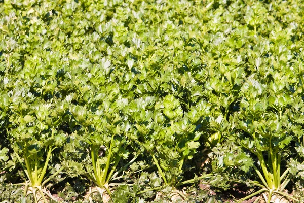 stock image Celery