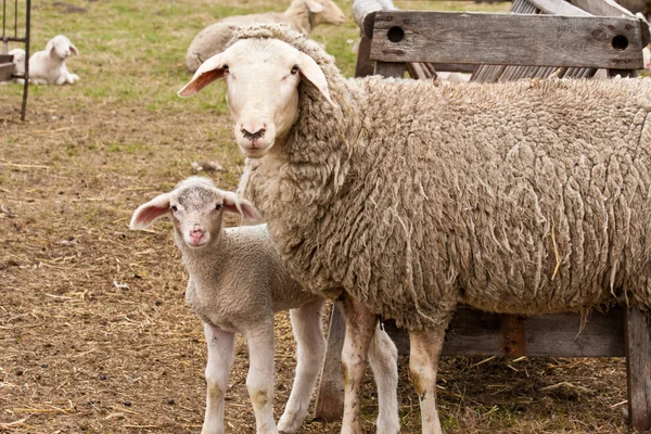 Овца Ягненок — стоковое фото