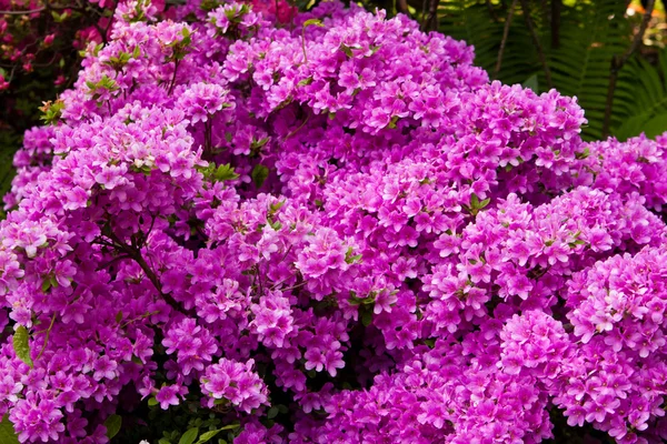Цветы Рододендрона — стоковое фото