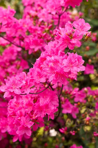 Květy Rododendron — Stock fotografie
